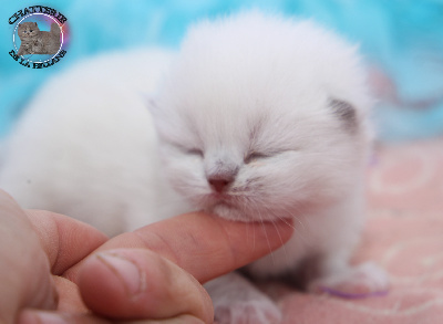 M.Longhair colorpoint yeux bleu  - British Shorthair et Longhair