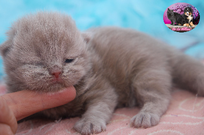 F.longhair Fawn yeux or  - British Shorthair et Longhair