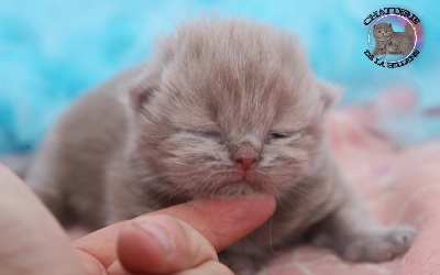 F.longhair Fawn yeux or  - British Shorthair et Longhair