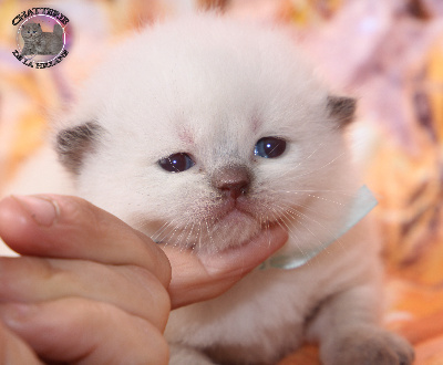 M.chocolat point yeux bleus collier ciel - British Shorthair et Longhair