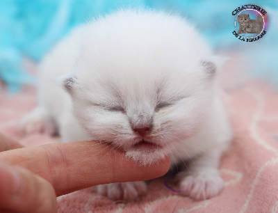 M.Longhair colorpoint yeux bleu  - British Shorthair et Longhair