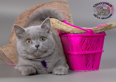 De La Hillane - Chaton disponible  - British Shorthair et Longhair