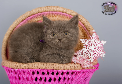 De La Hillane - Chaton disponible  - British Shorthair et Longhair