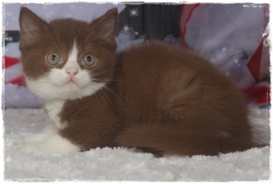 Chatterie De La Hillane Eleveur De Chats British Shorthair Et Longhair Loof