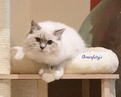 Greenfairy's - Chaton disponible  - Ragdoll