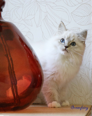 Greenfairy's - Chaton disponible  - Ragdoll