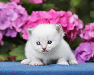 Greenfairy's - Chaton disponible  - Ragdoll