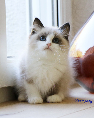 Greenfairy's - Chaton disponible  - Ragdoll