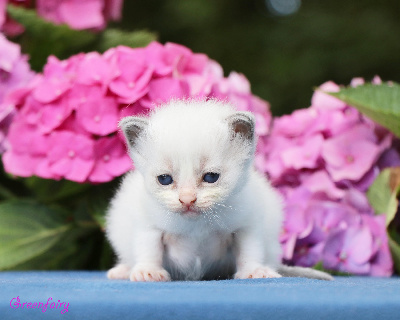 Greenfairy's - Chaton disponible  - Ragdoll