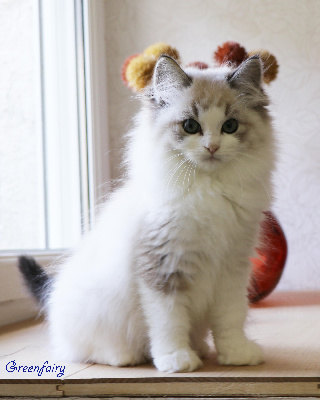 Greenfairy's - Chaton disponible  - Ragdoll