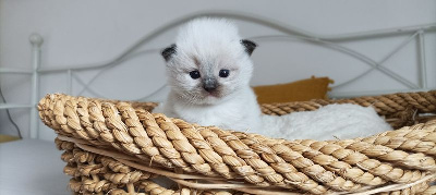 Papuche's - Chaton disponible  - Ragdoll