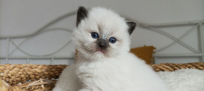 Papuche's - Chaton disponible  - Ragdoll