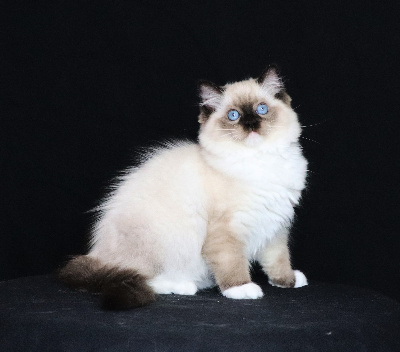 du Domaine De Toundra - Chaton disponible  - Ragdoll