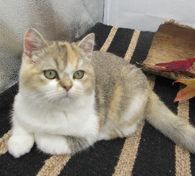 CHATON - Selkirk Rex poil court et poil long