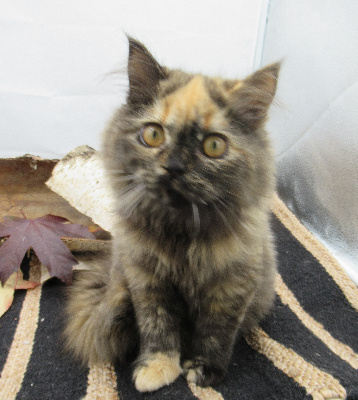 CHATON - Selkirk Rex poil court et poil long