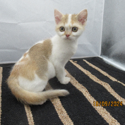 British Sunshine - Chaton disponible  - Selkirk Rex poil court et poil long