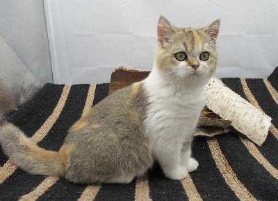 CHATON - Selkirk Rex poil court et poil long