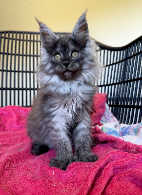 Des Sept Lotus - Chaton disponible  - Maine Coon