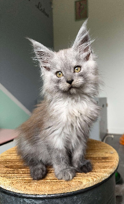 Des Sept Lotus - Chaton disponible  - Maine Coon