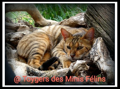 N'Shanu Des Minis Félins