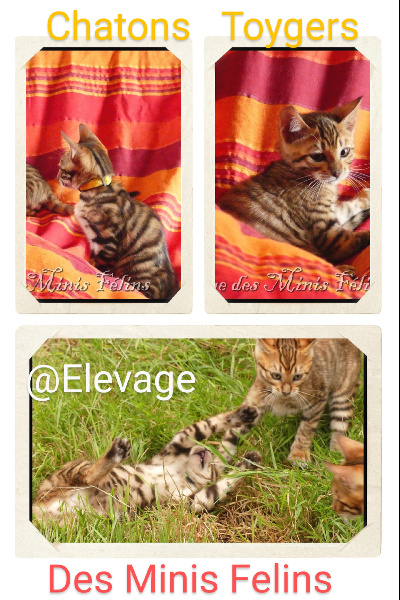 chaton Toyger Des Minis Félins