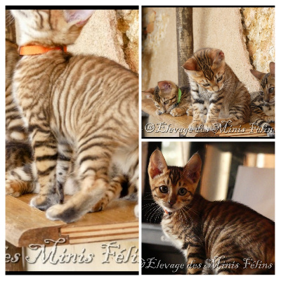  Youps (collier Orange) - Toyger