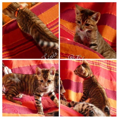  Youps (collier Orange) - Toyger