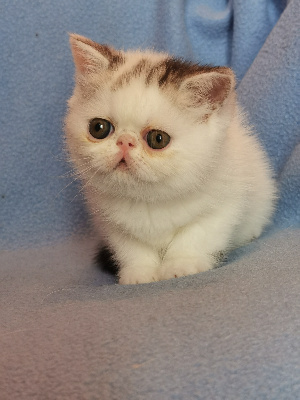 Nengona's - Chaton disponible  - Exotic Shorthair