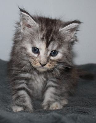 Des Deg's Coon - Chaton disponible  - Maine Coon