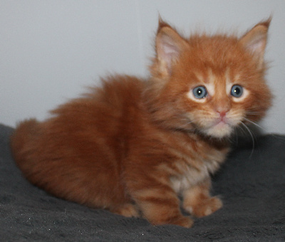 Des Deg's Coon - Chaton disponible  - Maine Coon