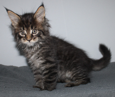 Des Deg's Coon - Chaton disponible  - Maine Coon