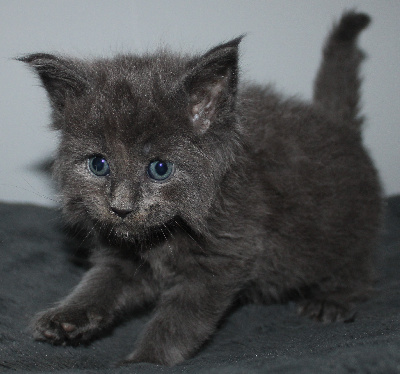 Des Deg's Coon - Chaton disponible  - Maine Coon