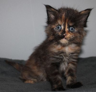 Des Deg's Coon - Chaton disponible  - Maine Coon