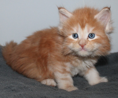 Des Deg's Coon - Chaton disponible  - Maine Coon