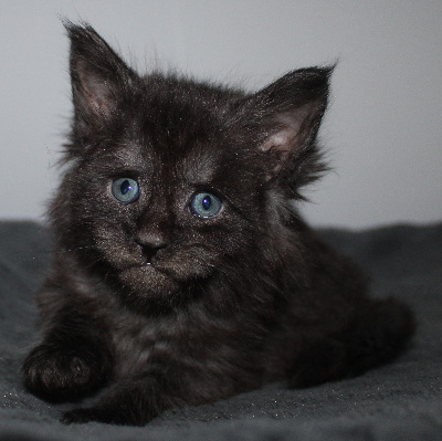 Des Deg's Coon - Chaton disponible  - Maine Coon