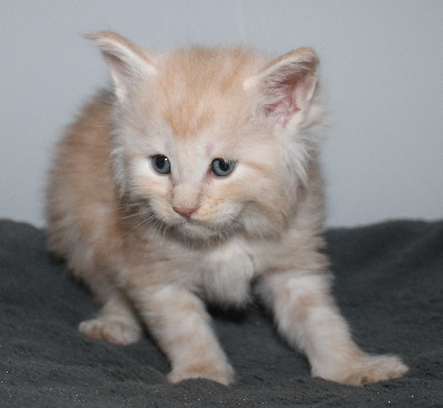 Des Deg's Coon - Chaton disponible  - Maine Coon