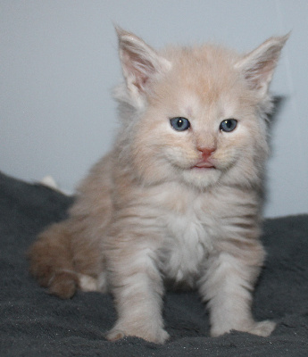 Des Deg's Coon - Chaton disponible  - Maine Coon