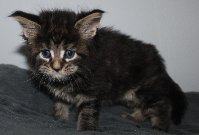 Des Deg's Coon - Chaton disponible  - Maine Coon