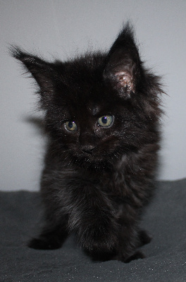 Des Deg's Coon - Chaton disponible  - Maine Coon