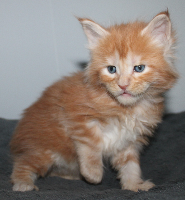 Des Deg's Coon - Chaton disponible  - Maine Coon