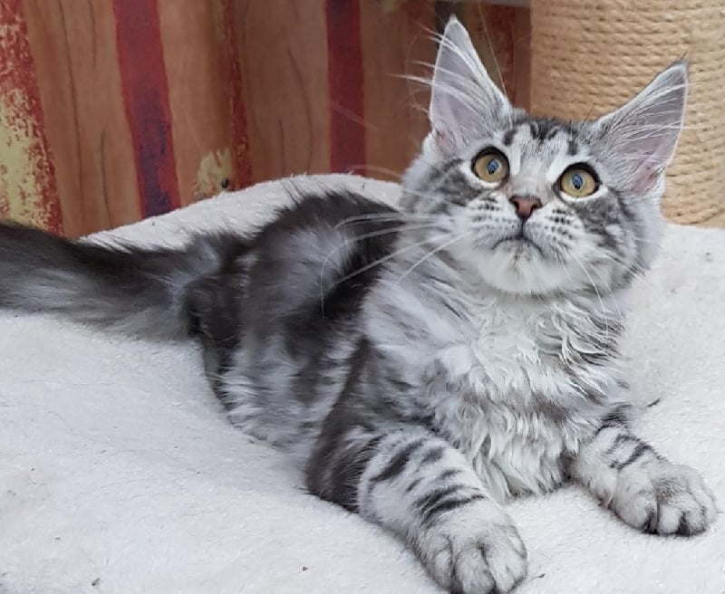 chaton Maine Coon Des Miamours