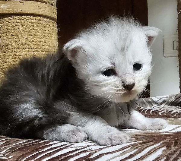 chaton Maine Coon Des Miamours