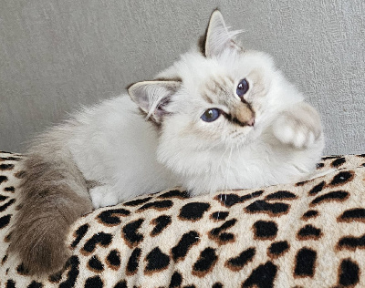 Des Miamours - Chaton disponible  - Sacré de Birmanie