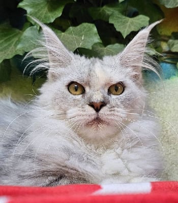 Des Miamours - Chaton disponible  - Maine Coon