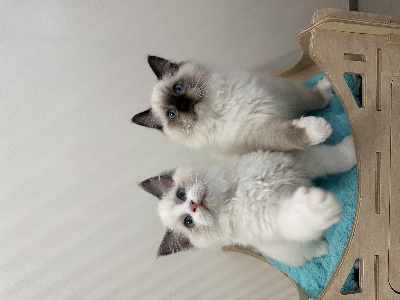 Star Montdésir - Chaton disponible  - Ragdoll