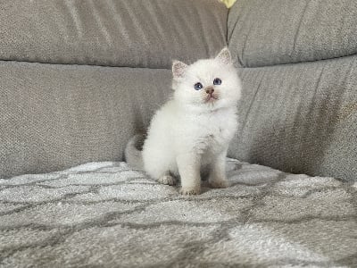 De L'Écho De Cère - Chaton disponible  - Ragdoll