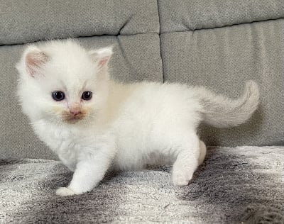 De L'Écho De Cère - Chaton disponible  - Ragdoll