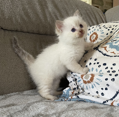 De L'Écho De Cère - Chaton disponible  - Ragdoll