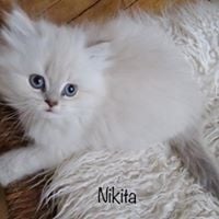 Nikita