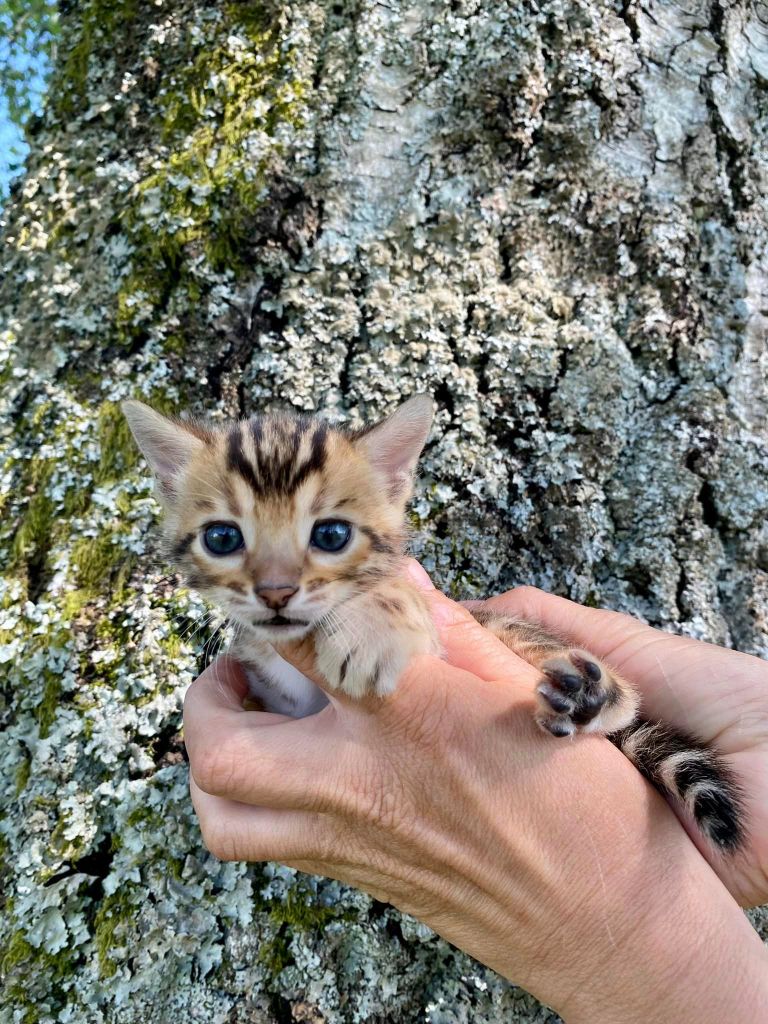 Du Domaine De Criska - 1 CHATON MALE BROWN LOOF de disponible !